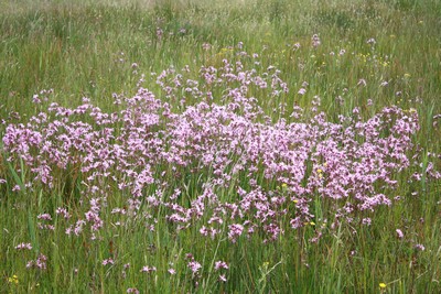 wilgepad-1.JPG