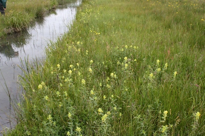 wilgepad-4.JPG